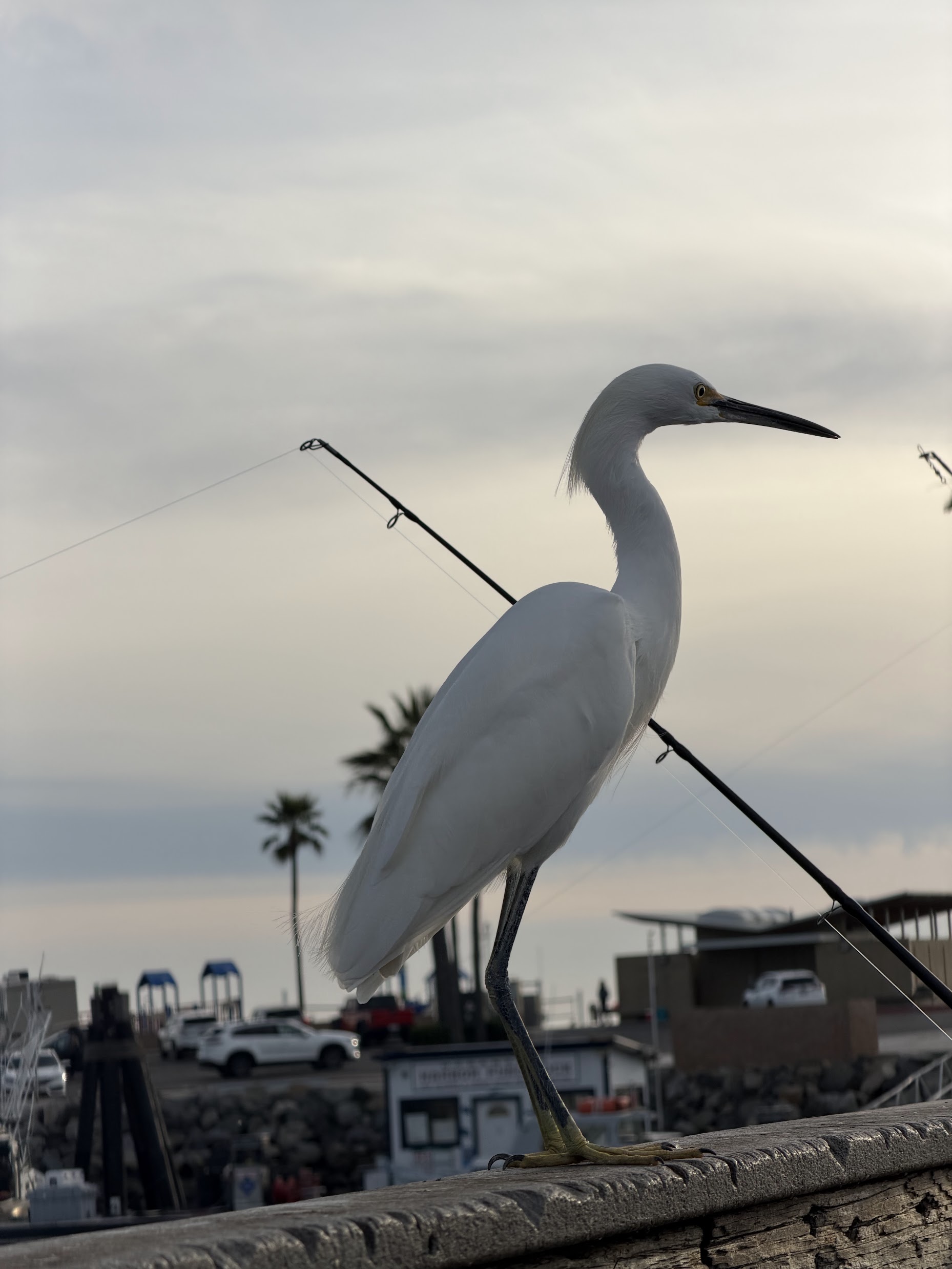 Snowy Egret