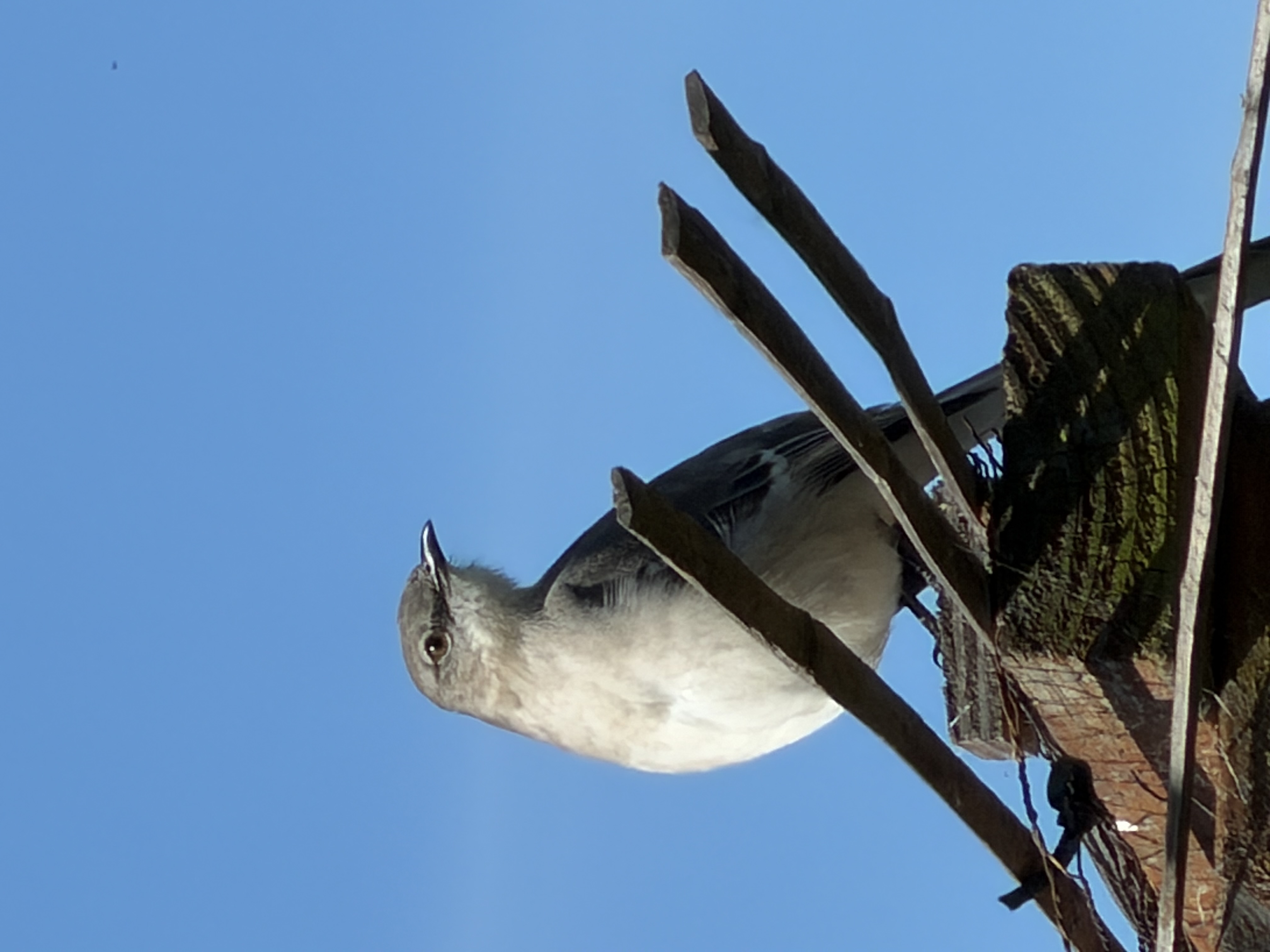Northern Mockingbird