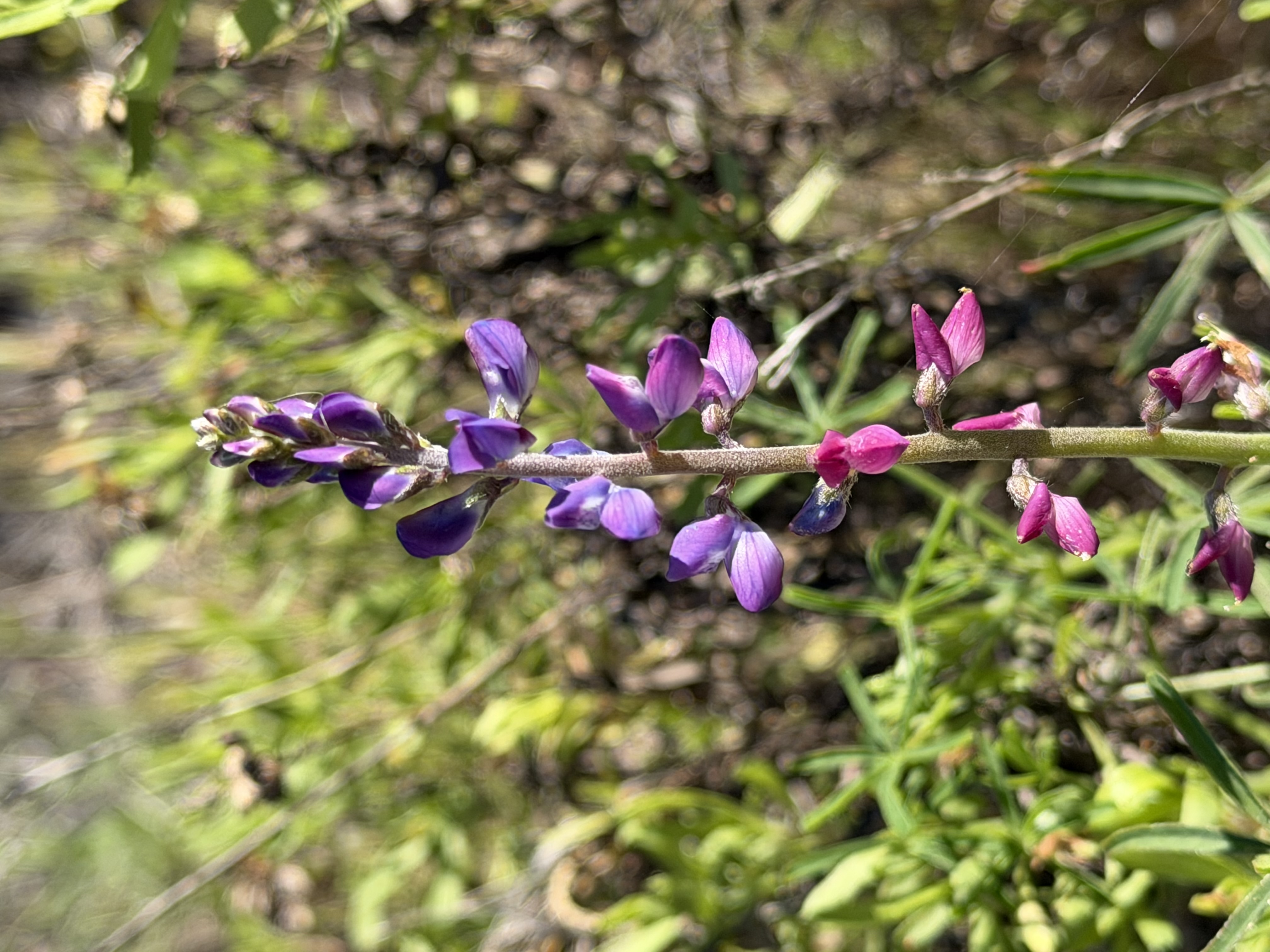 Winecup Lupine