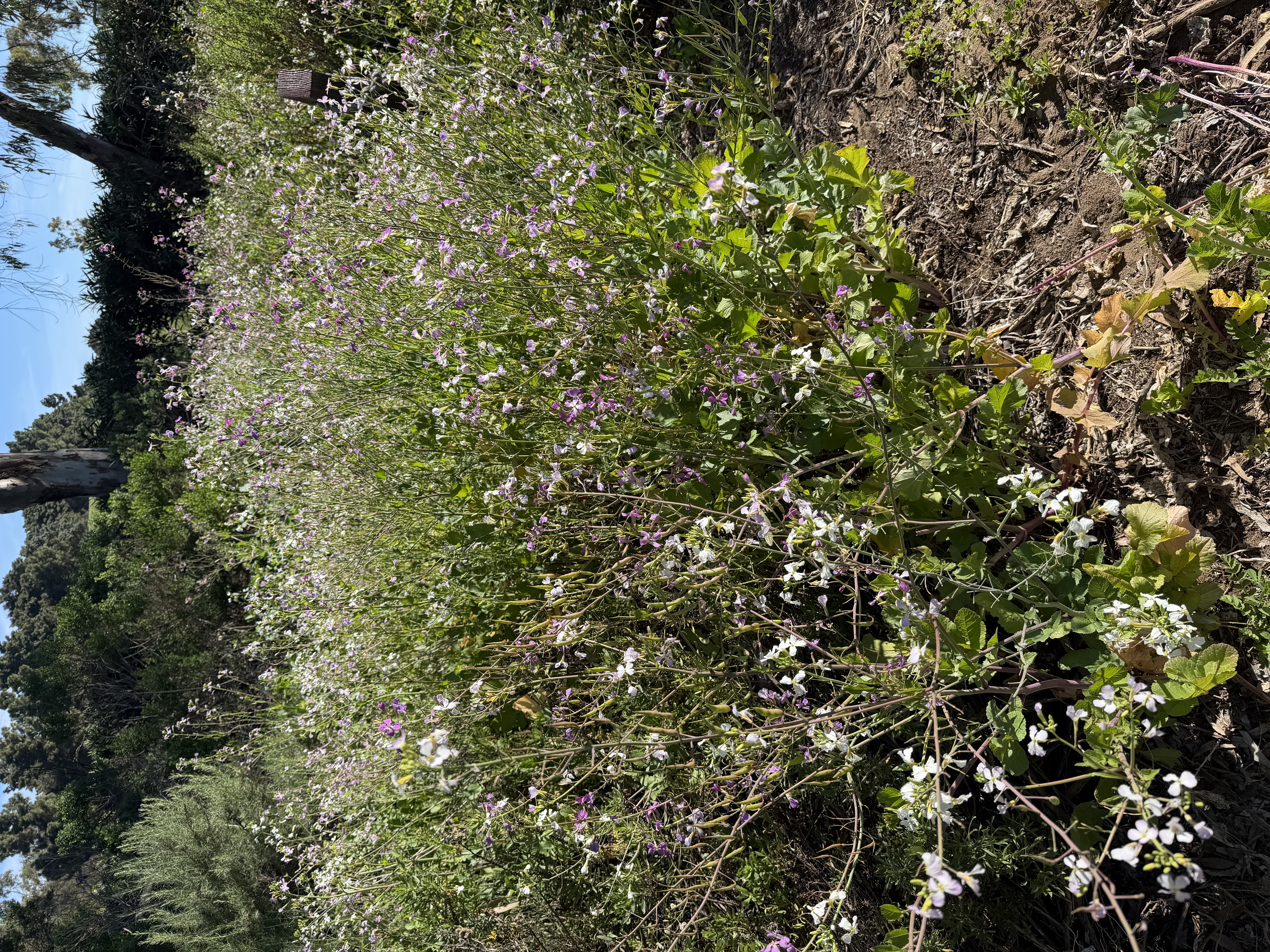 Wild Radish