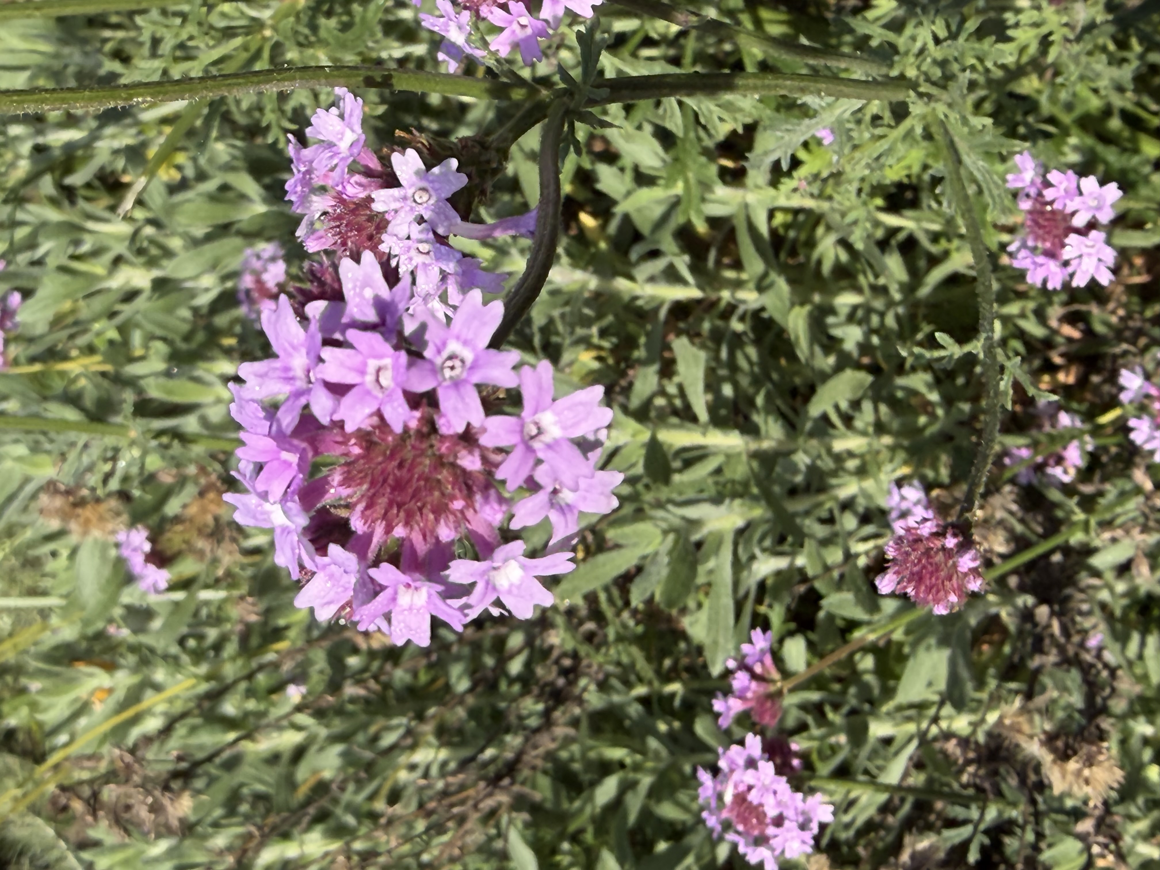 Rose Verbena
