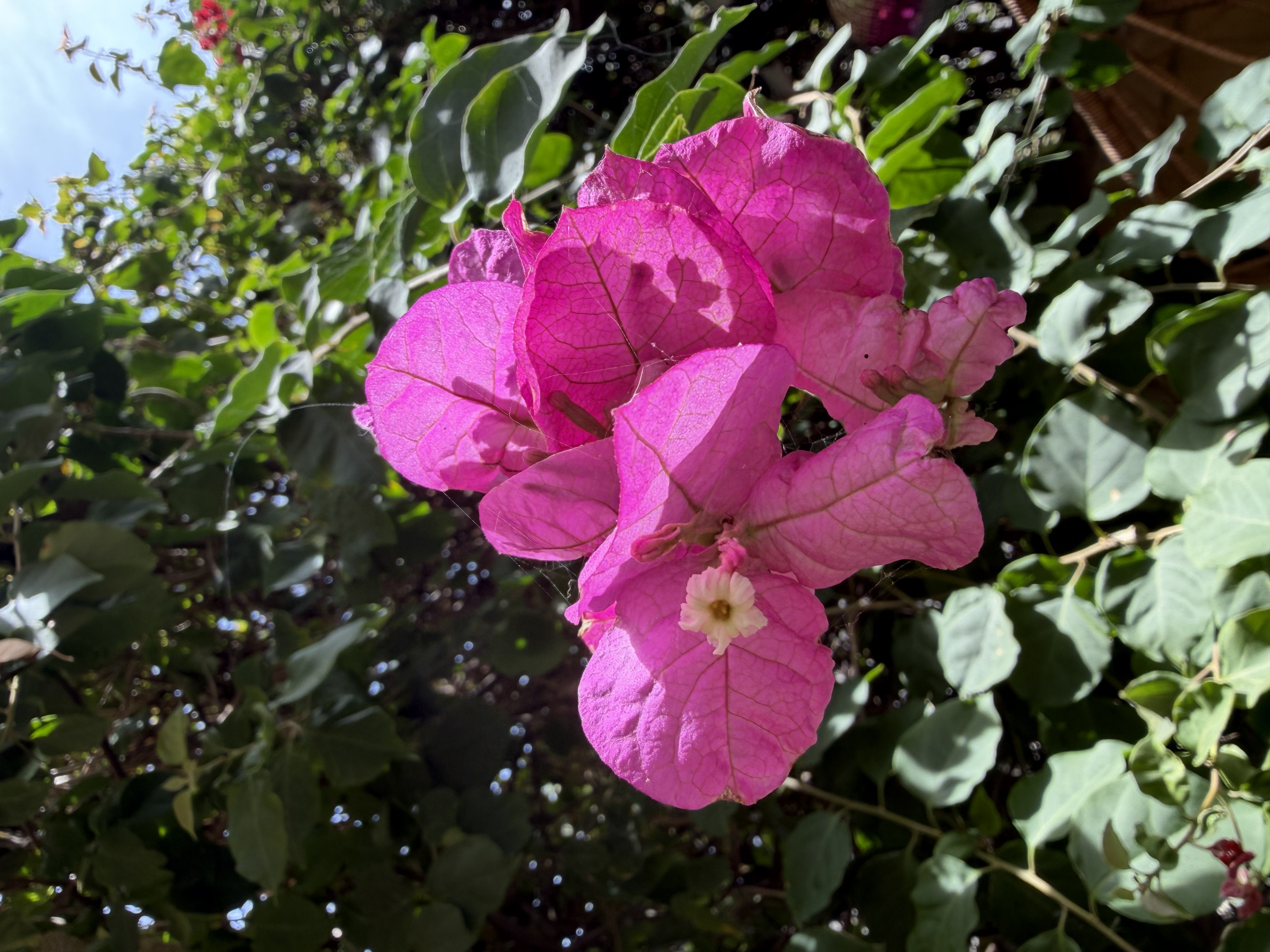 Bougainvillea