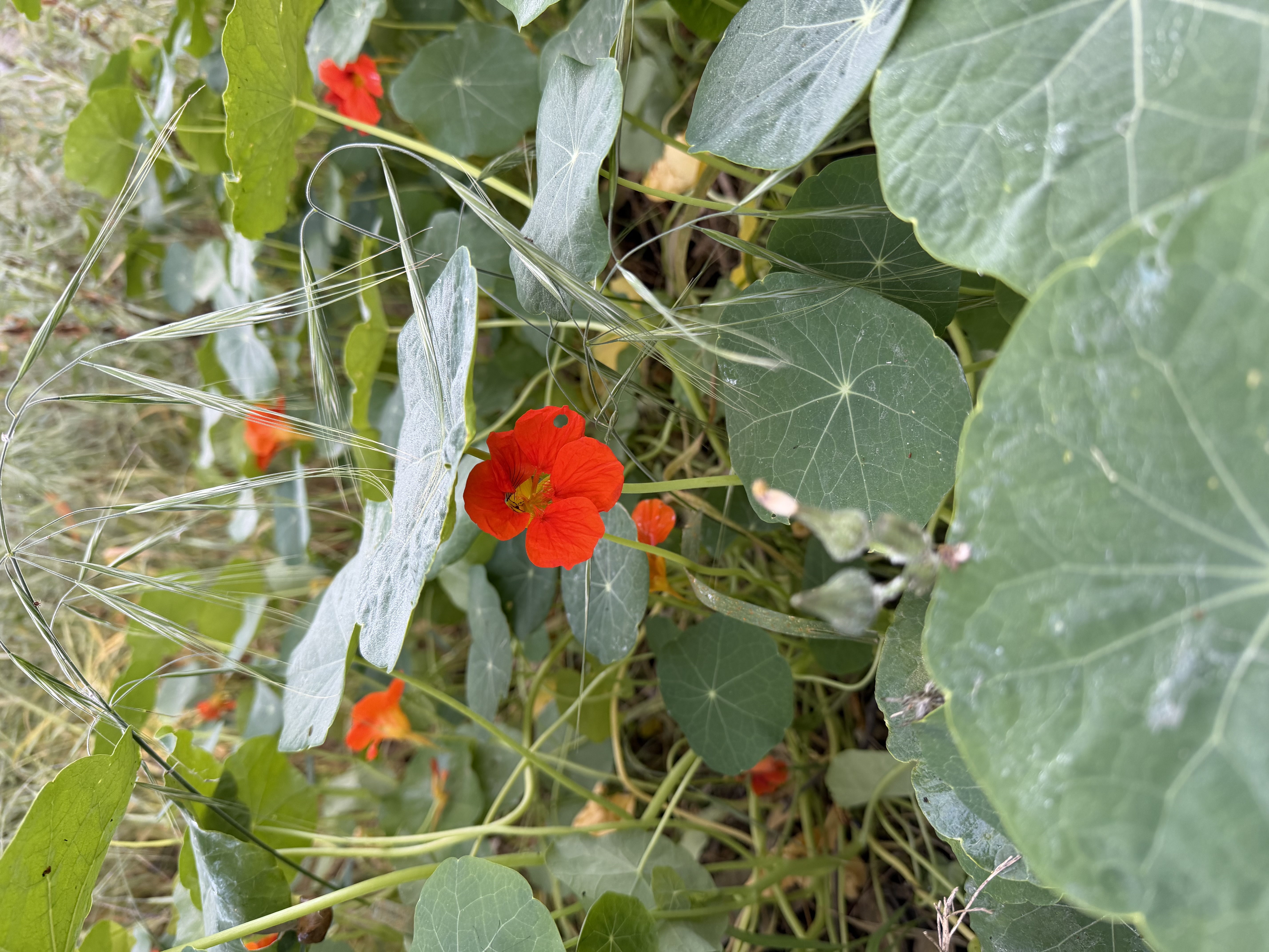Nasturtium
