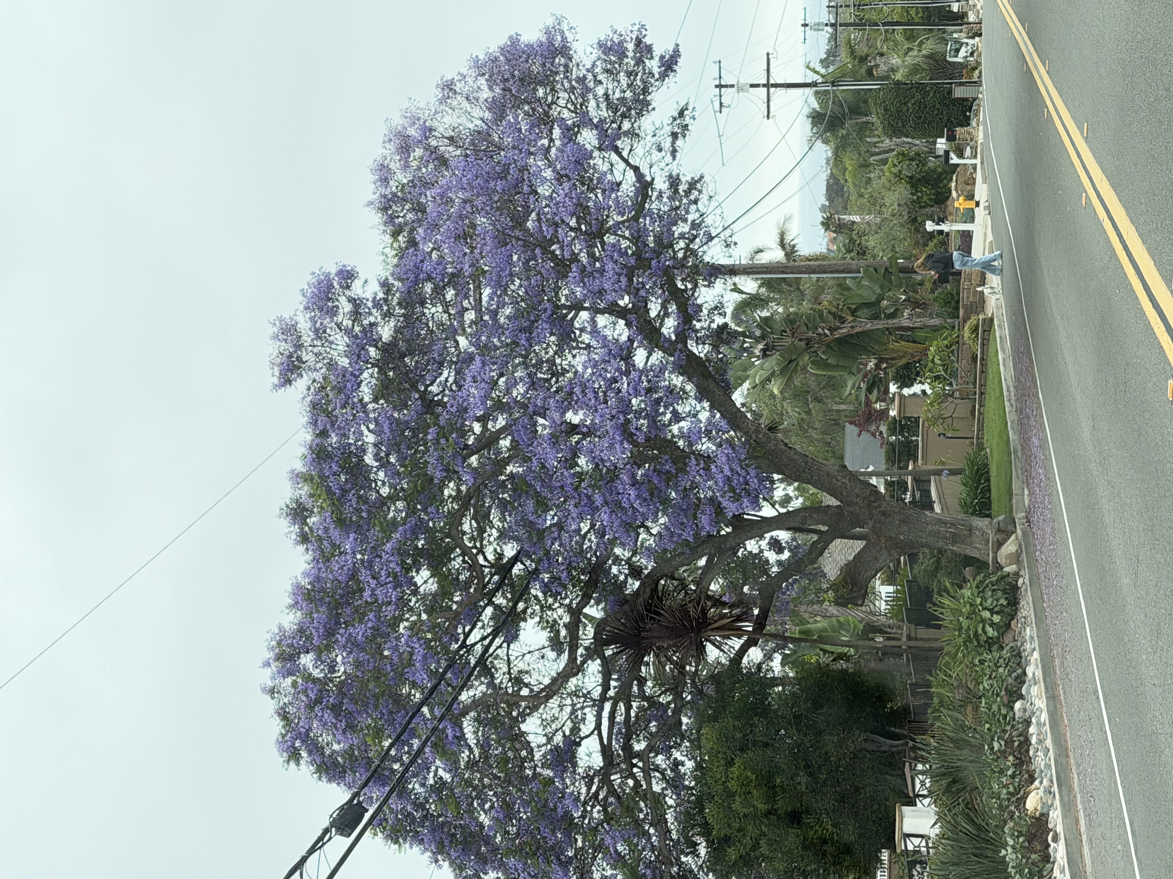 Jacaranda