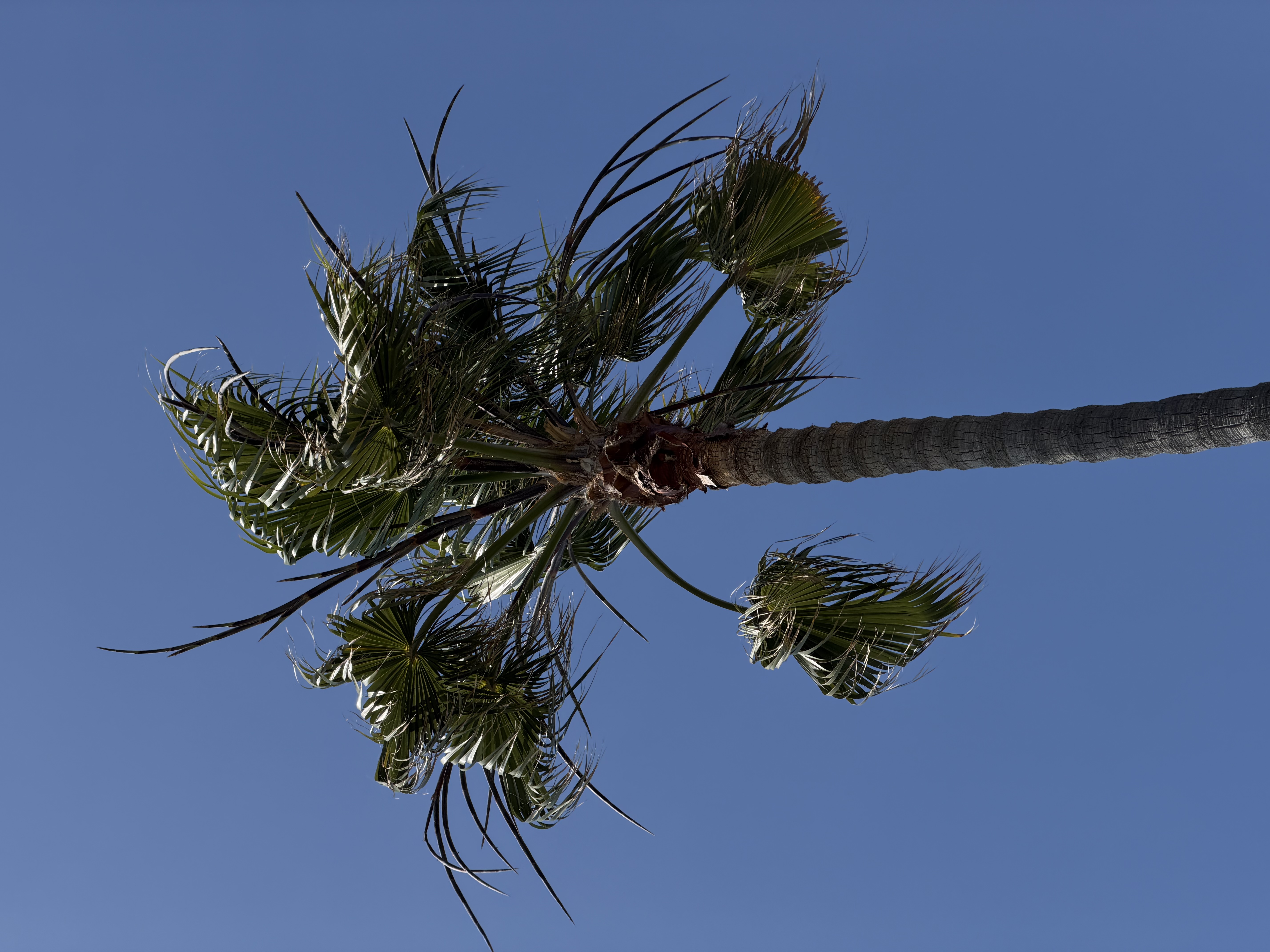 Mexican Fan Palm